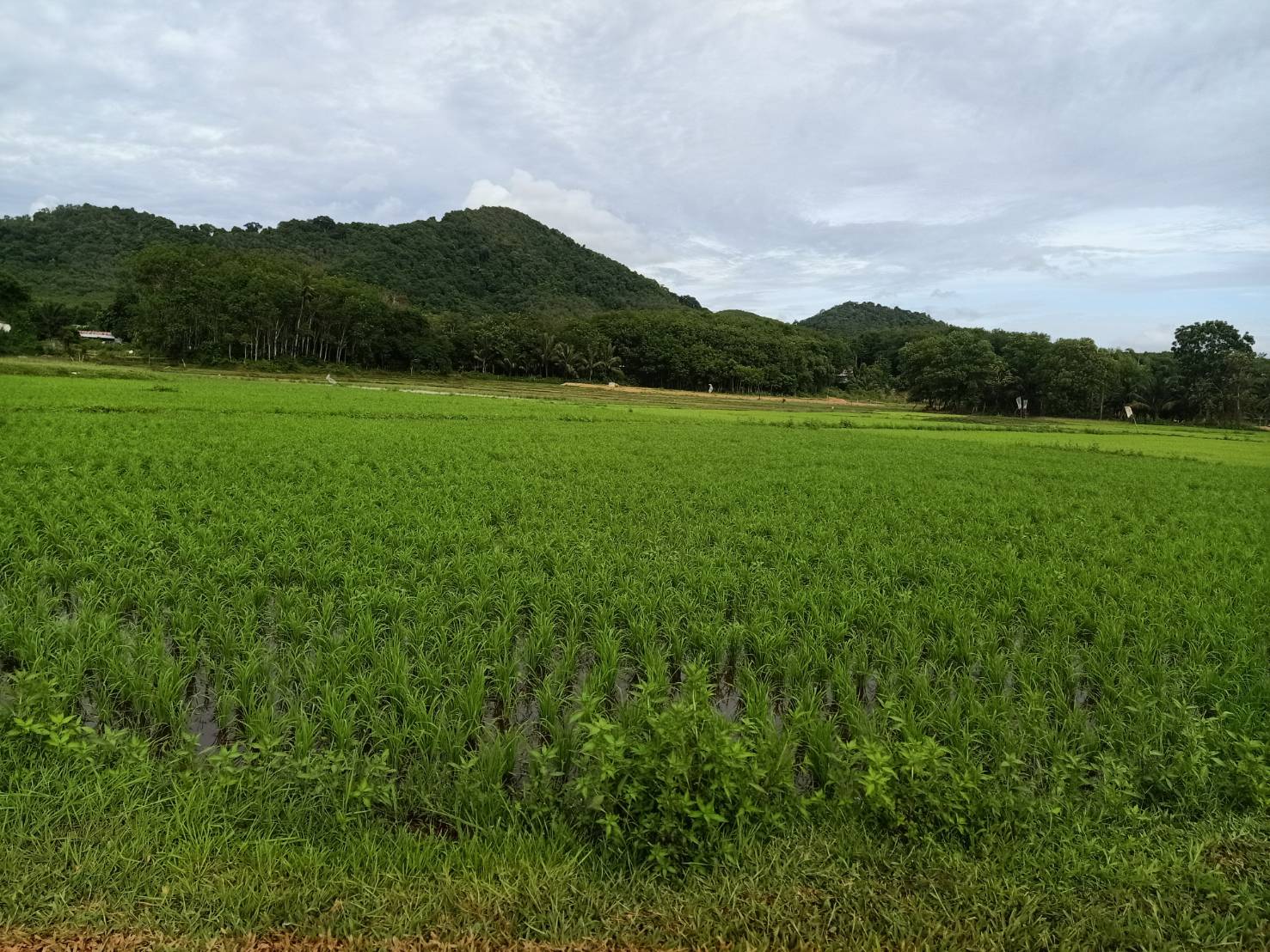 ทุ่งท้องนาตำบลเกาะยาวน้อย